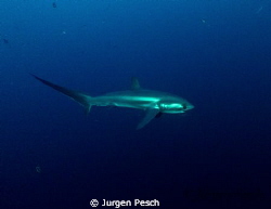 Tresher shark, Malapasqua by Jurgen Pesch 